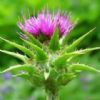                    Milk Thistle Extract                                   